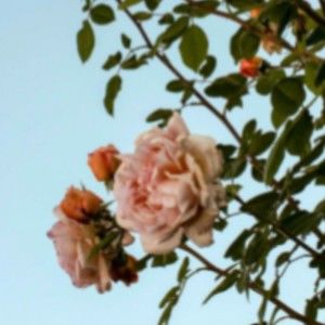 Meet your Posher, Kai